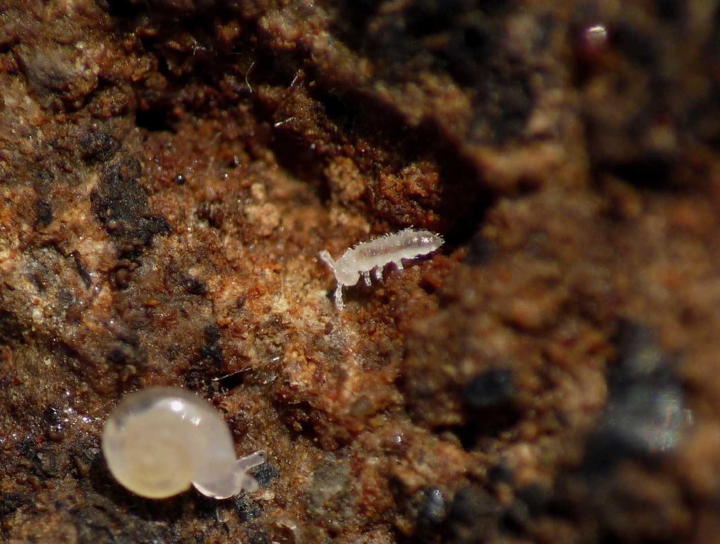 Polyxenida Lophoproctidae: Lophoproctus sp.